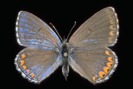 Polyommatus bellargus - ginandromorfismo a
mosaico.