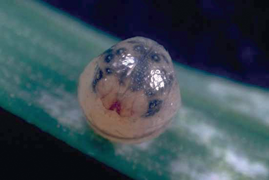 Lasiommata megera - uovo