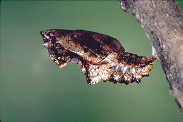 Argynnis paphia - pupa.