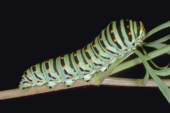 Papilio machaon - quinto stadio larvale.