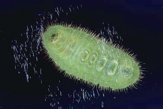 Lycaena tityrus - larva che si muove su tappeto di
fili di seta.
