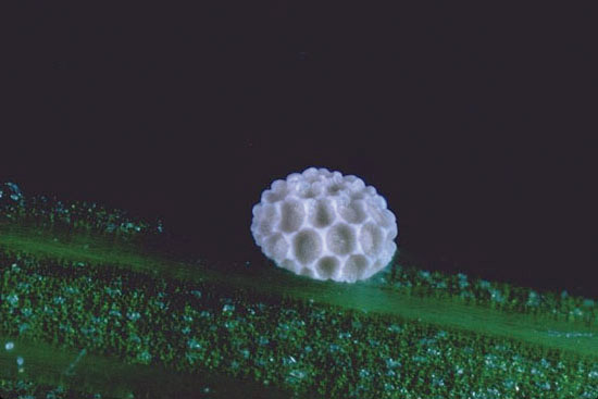 Polyommatus hispanus - uovo di forma discoidale.