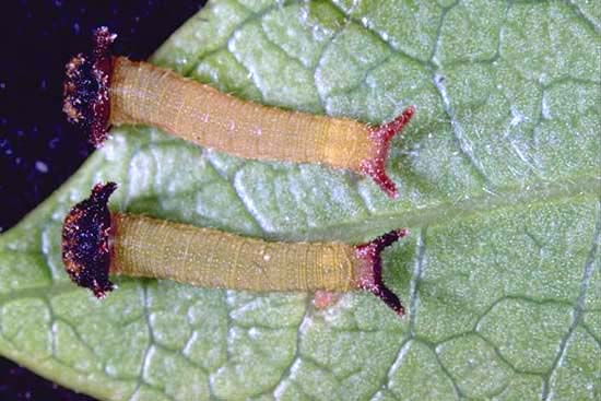 Charaxes jasius - larve al primo stadio.