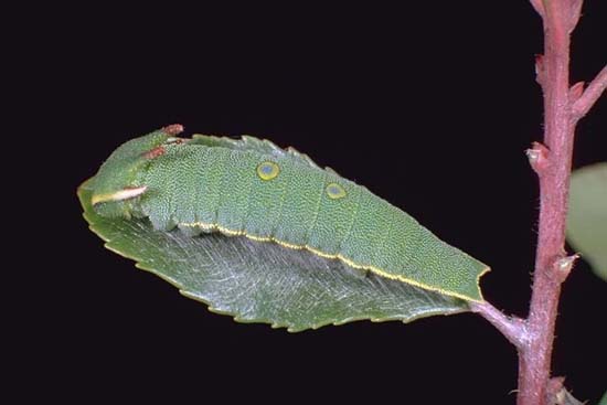 Charaxes jasius - larva al quinto stadio larvale.