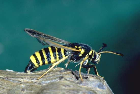 Paranthrene tabaniformis -
(mimo) che imita l’aspetto di una vespa (modello).