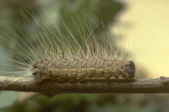 Thaumetopoea pityocampa - larva con setole urticanti.