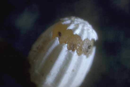 Satyrus ferula - uovo alla schiusa.