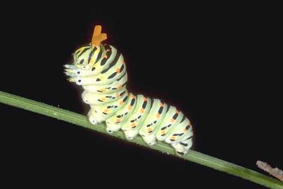Papilio machaon - larva con osmeterium estroflesso.