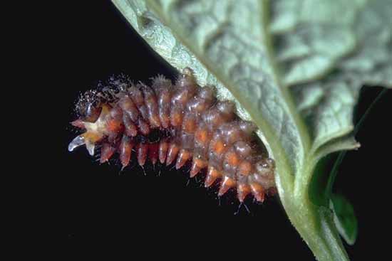 Zerynthia polyxena -
larva in atteggiamento intimidatorio.