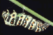 Papilio machaon - incrisalidamento.