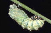 Papilio machaon - incrisalidamento.