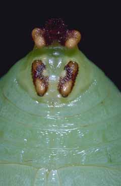 Charaxes jasius - pupa di femmina.