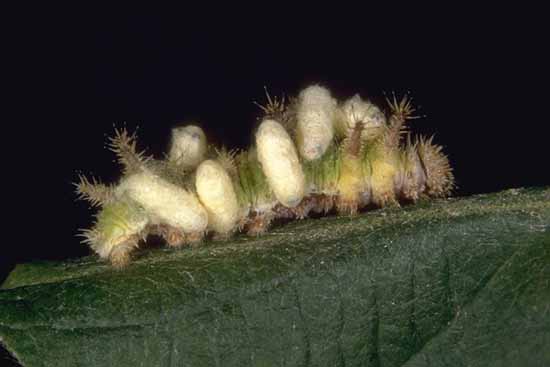 Limenitis reducta - larva parassitata da imenotteri.