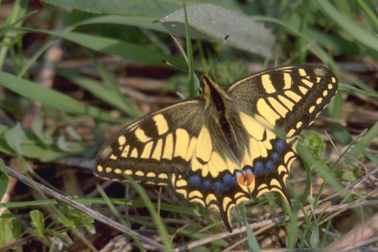 Papilio machaon - maschio.