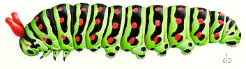 Papilio machaon - larva con osmeterium.