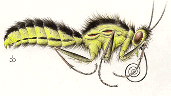 Papilio machaon - capo, torace e addome.