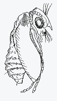 Mnemonica sp.
(Eriocraniidae) - tipo di
pupa exarata
da Busck & Boving, 1914,
modificato.