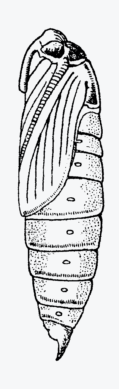 Sphinx pinastri (Sphingidae) tipo di pupa obtecta da G.M. Ghidini, 1949,
modificato.