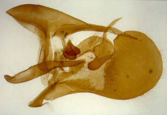 Pyrgus centralitaliae - genitali maschili.