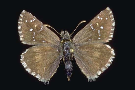 Pyrgus alveus - femmina