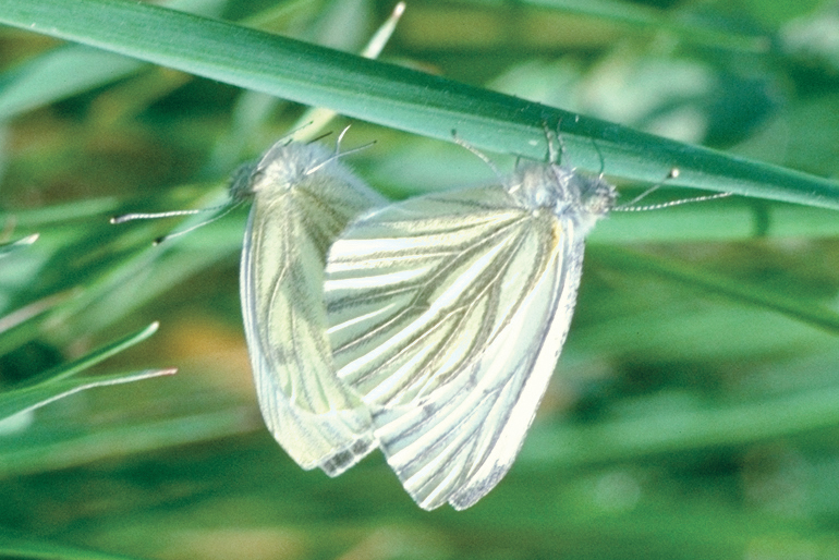 Pieris napi - accoppiamento.