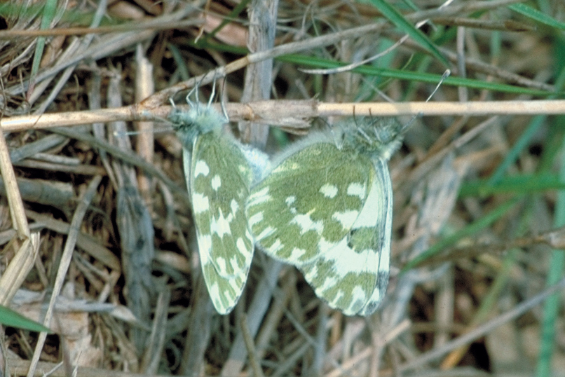 Pieris edusa - accoppiamento.
