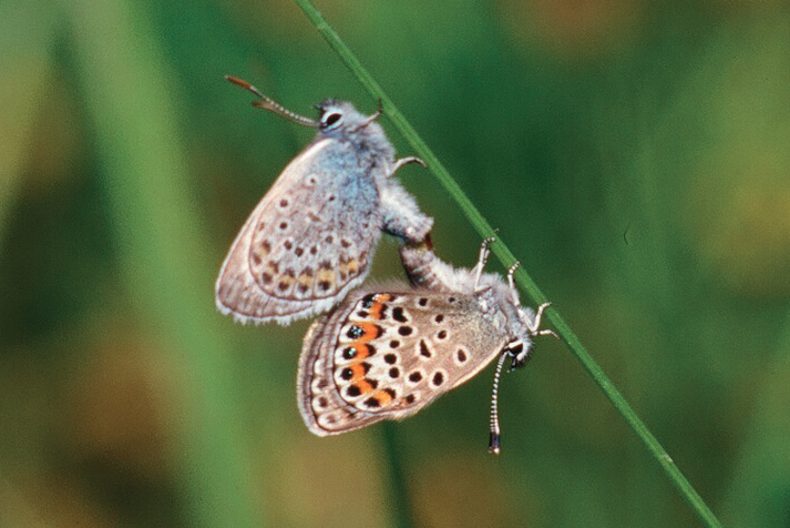 Argynnis paphia - corteggiamento.