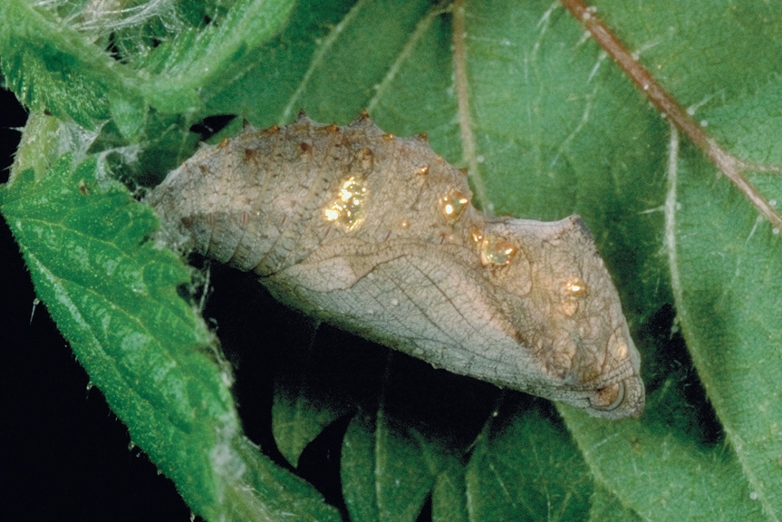 Papilio machaon - pupa.