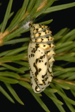 Melitaea didyma - pupa.