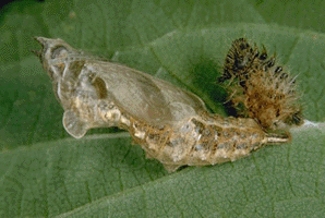Polygonia c-album - incrisalidamento.