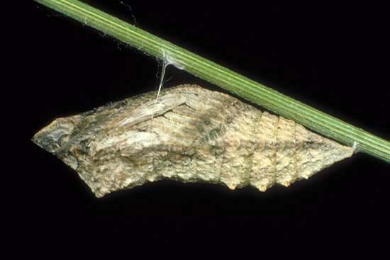 Papilio machaon - pupa.