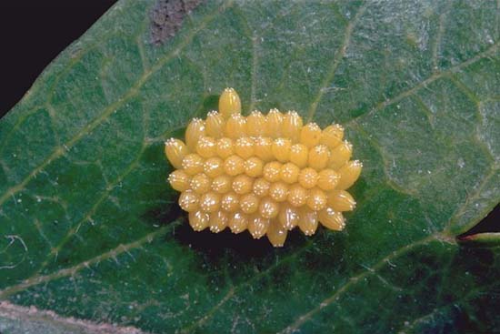 Aporia crataegi - deposizione in gruppo.