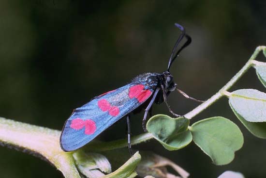Zygaena filipendulae - colori aposematici.