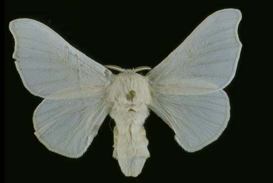 Bombyx mori