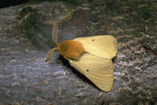 Lemonia taraxaci
