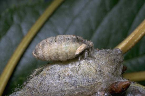 Teia recens - femmina brachittera.