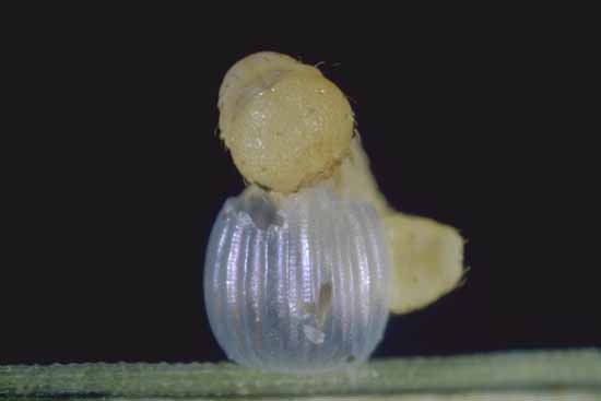 - larva alla schiusa