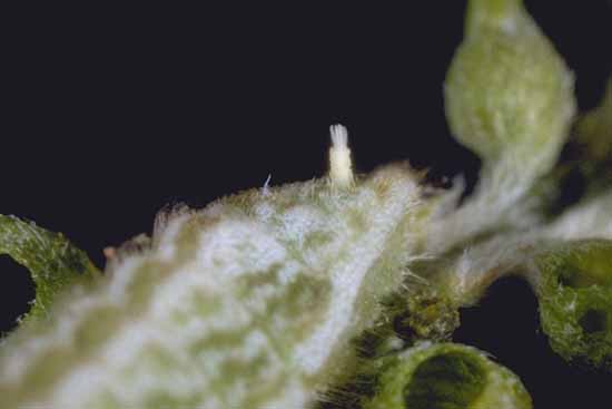 Leptotes pirithous - larva con organo tentacolare
estroflesso.