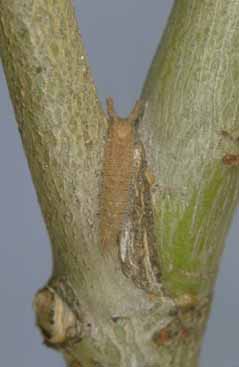 Apatura ilia - larva svernante.