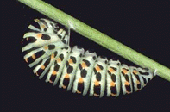 Papilio machaon - incrisalidamento.