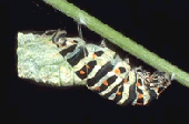 Papilio machaon - incrisalidamento.