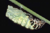Papilio machaon - incrisalidamento.