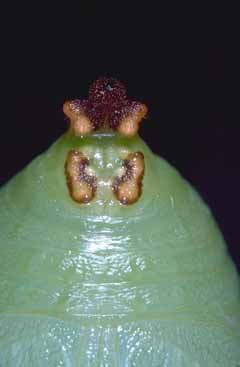 Charaxes jasius - pupa di maschio.
