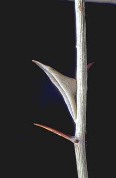 Anthocharis
euphenoides - pupa.