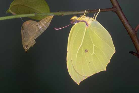 - larva alla schiusa