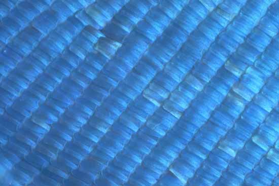 Morpho sp. - squame, fenomeni di interferenza della
luce.