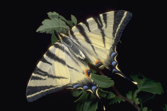 Polyommatus bellargus - ginandromorfismo a
mosaico.