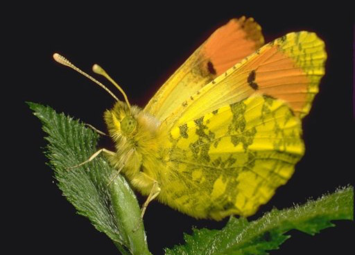 Anthocharis damone - maschio.