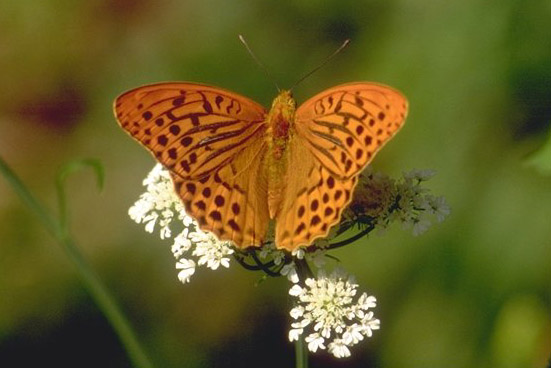 Argynnis paphia - maschio.
