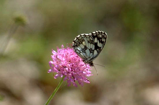 Melanargia galathea - maschio.